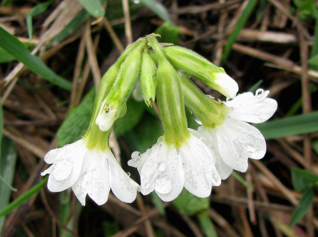 Image of Primula ruprechtii specimen.