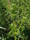 genus Galium