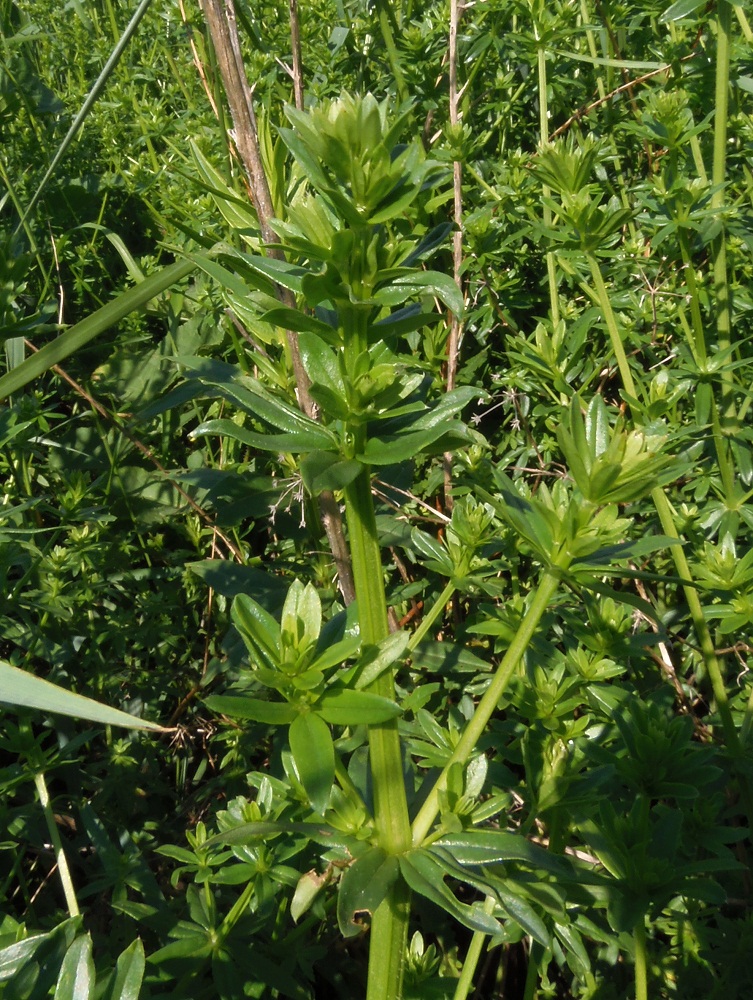 Изображение особи род Galium.