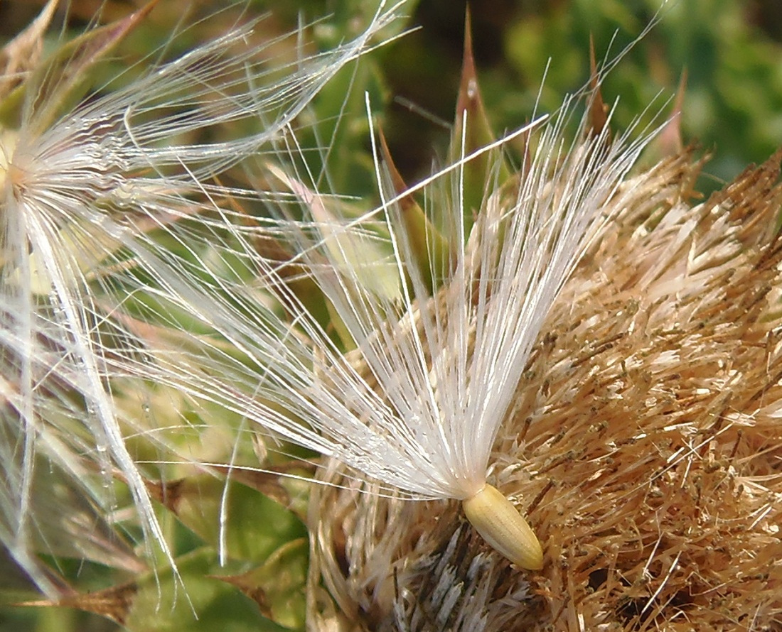 Image of Carduus thoermeri specimen.