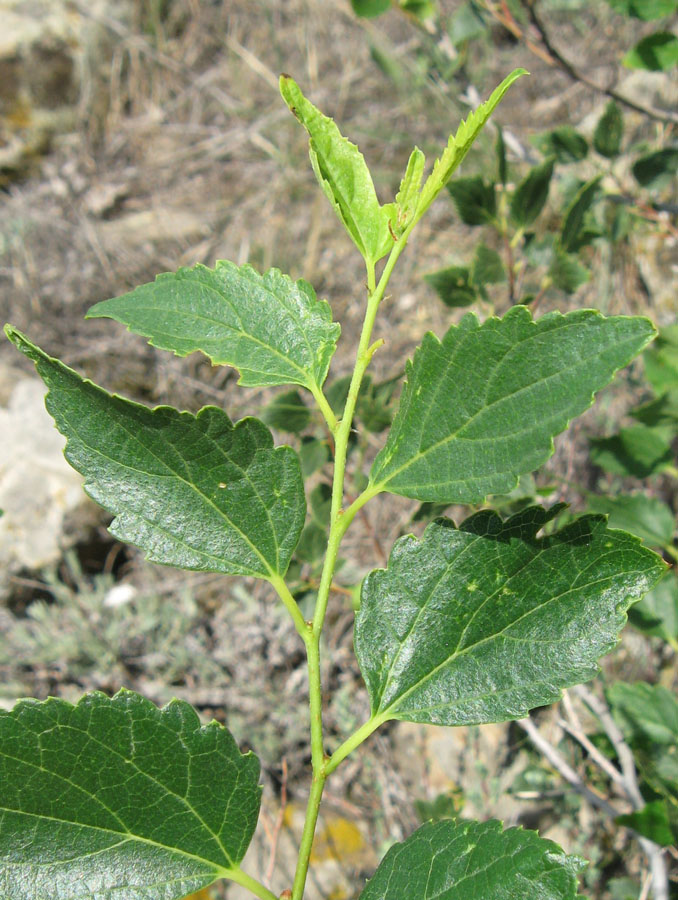 Image of Celtis glabrata specimen.