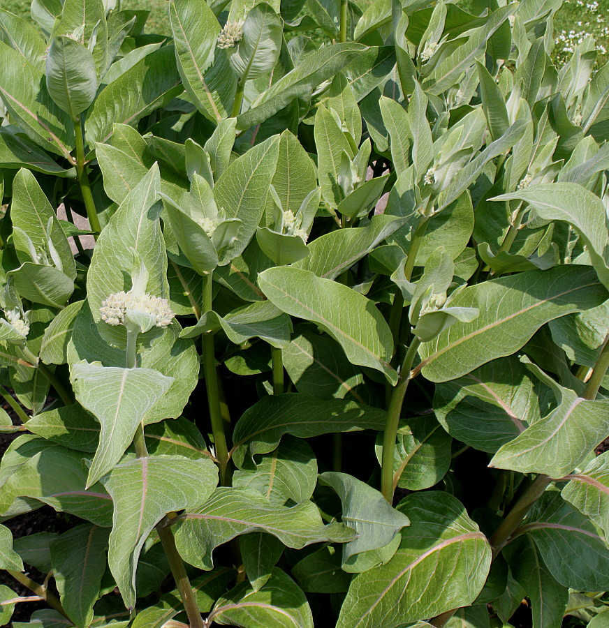 Изображение особи Asclepias speciosa.