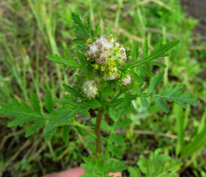 Image of Rorippa palustris specimen.