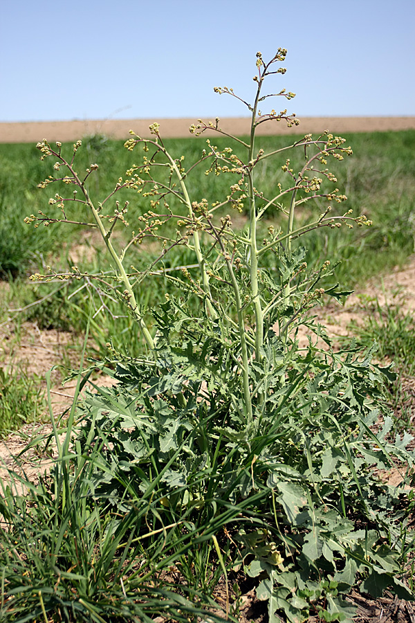 Image of Crambe orientalis specimen.