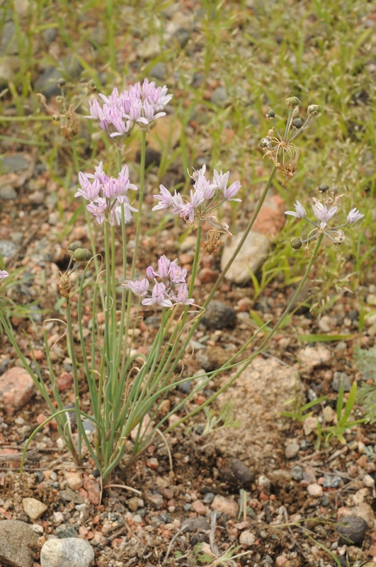 Изображение особи Allium weschniakowii.