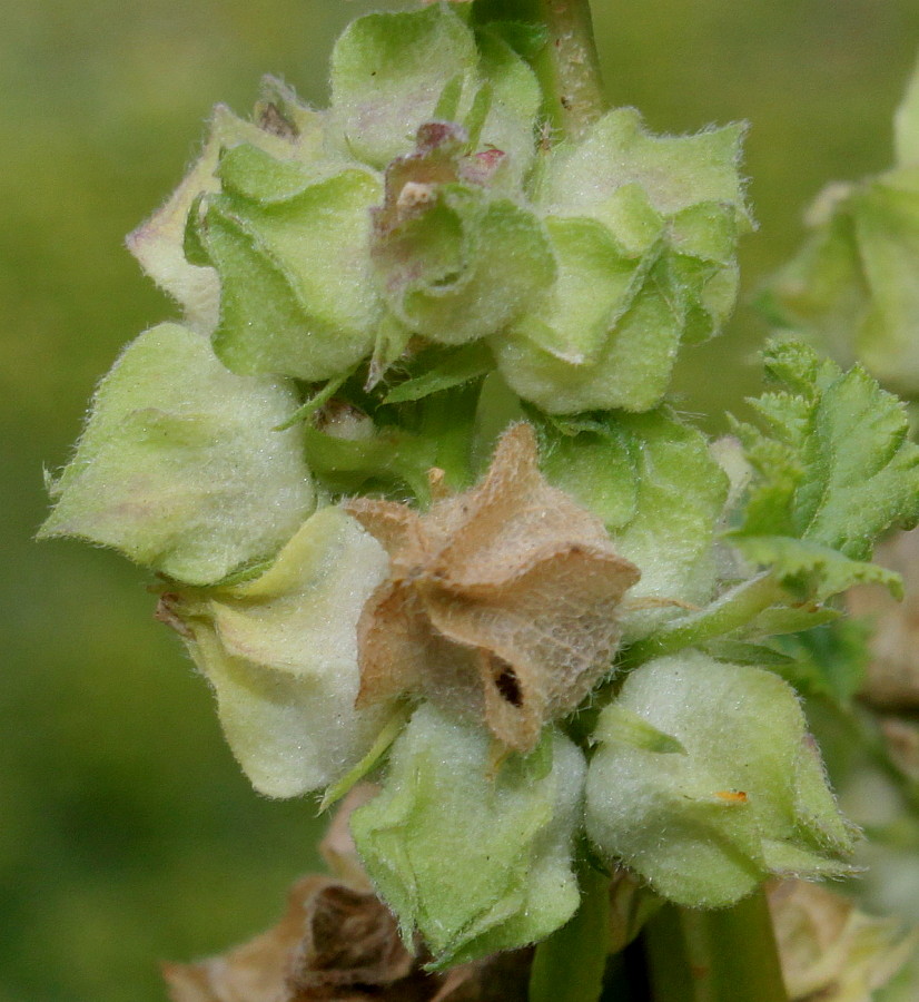 Image of Malva verticillata var. crispa specimen.