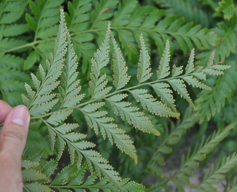 Image of Davallia denticulata specimen.