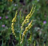 Melilotus officinalis