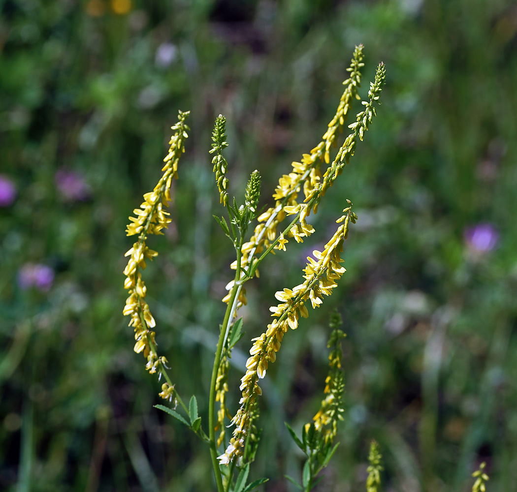 Изображение особи Melilotus officinalis.