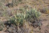 Goebelia pachycarpa. Цветущие растения. Южный Казахстан, восточная граница пустыни Кызылкум. 07.05.2012.