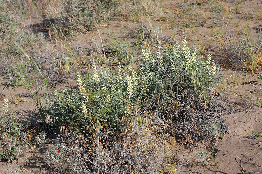 Изображение особи Goebelia pachycarpa.