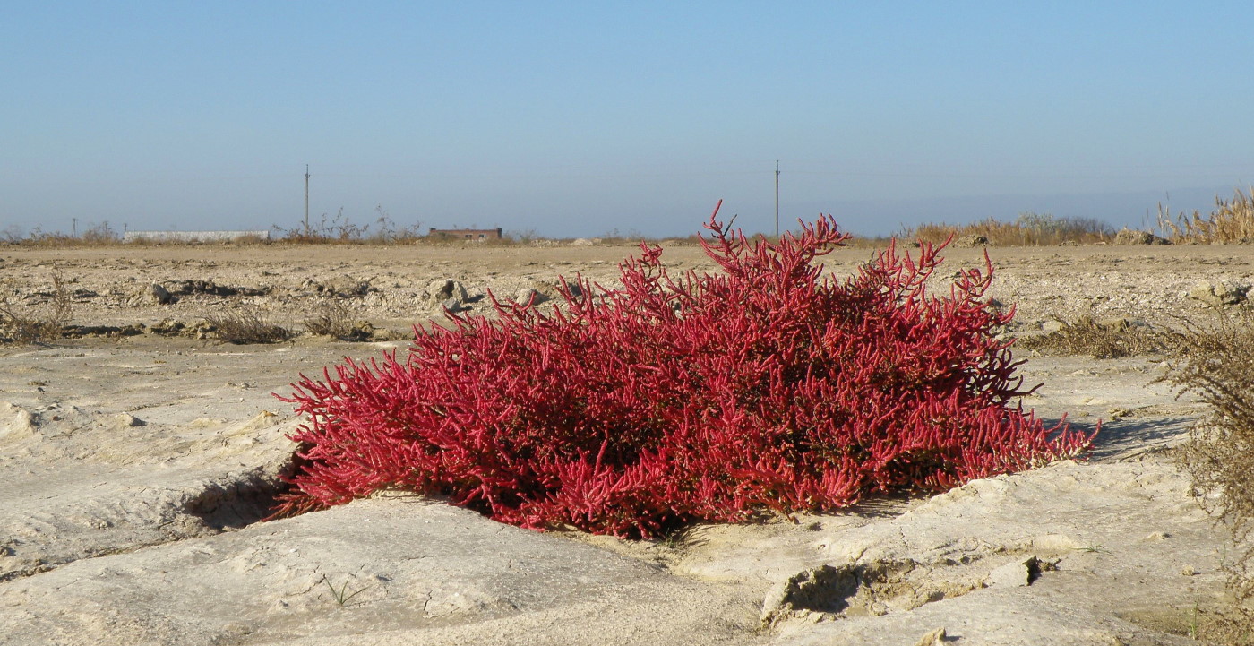 Изображение особи Salicornia perennans.