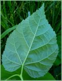 Tilia platyphyllos