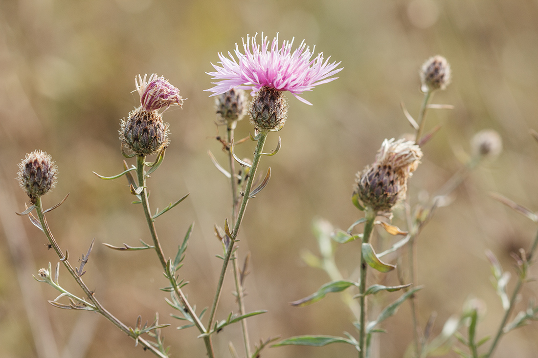 Изображение особи Centaurea kubanica.