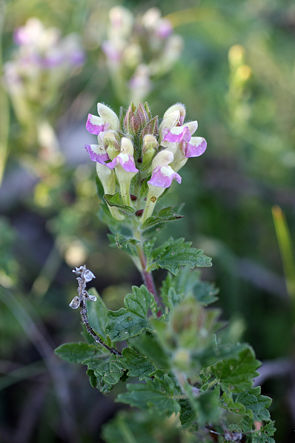 Изображение особи Scutellaria adsurgens.