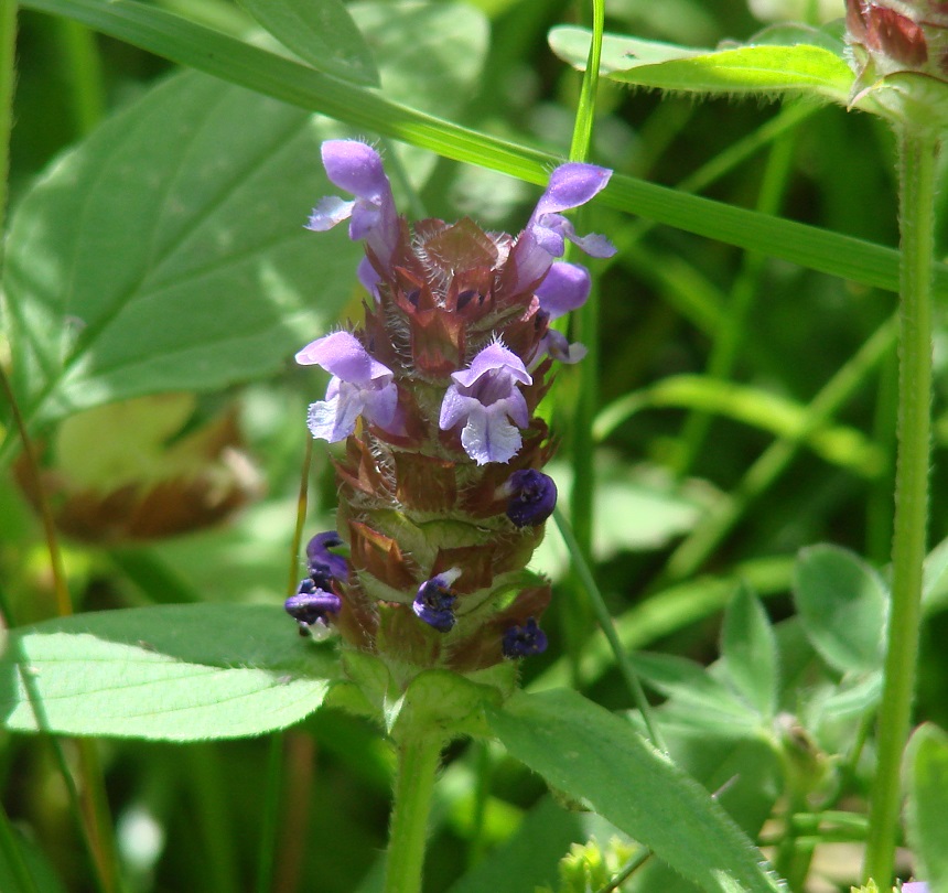 Изображение особи Prunella vulgaris.