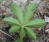 Potentilla thuringiaca. Нижняя сторона листа. Германия, г. Дюссельдорф, Ботанический сад университета. 14.08.2013.