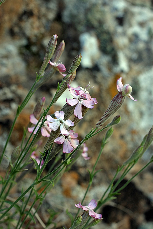 Image of Silene guntensis specimen.