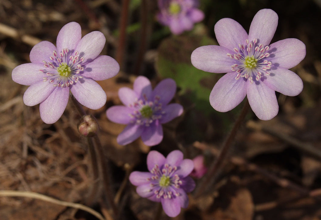 Изображение особи Hepatica nobilis.