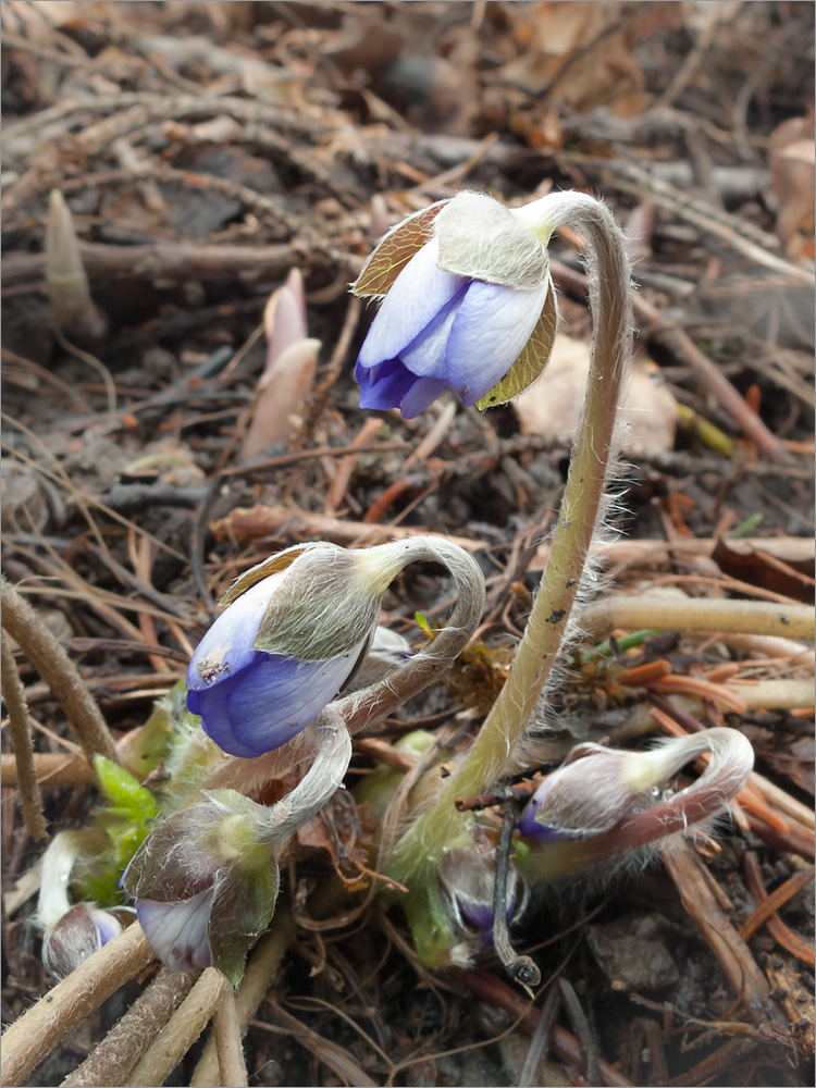 Изображение особи Hepatica nobilis.
