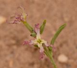 Matthiola подвид livida