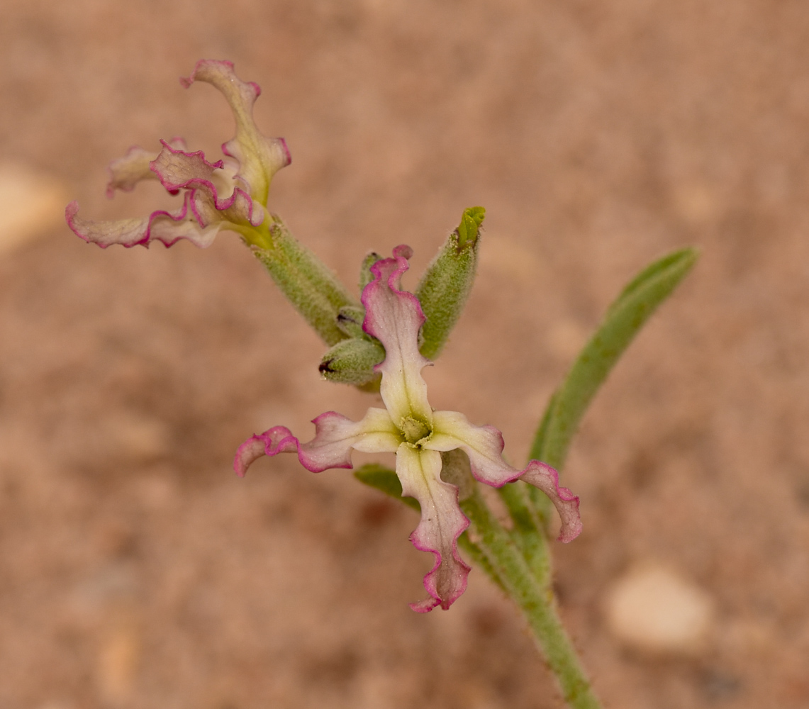 Image of Matthiola longipetala ssp. livida specimen.