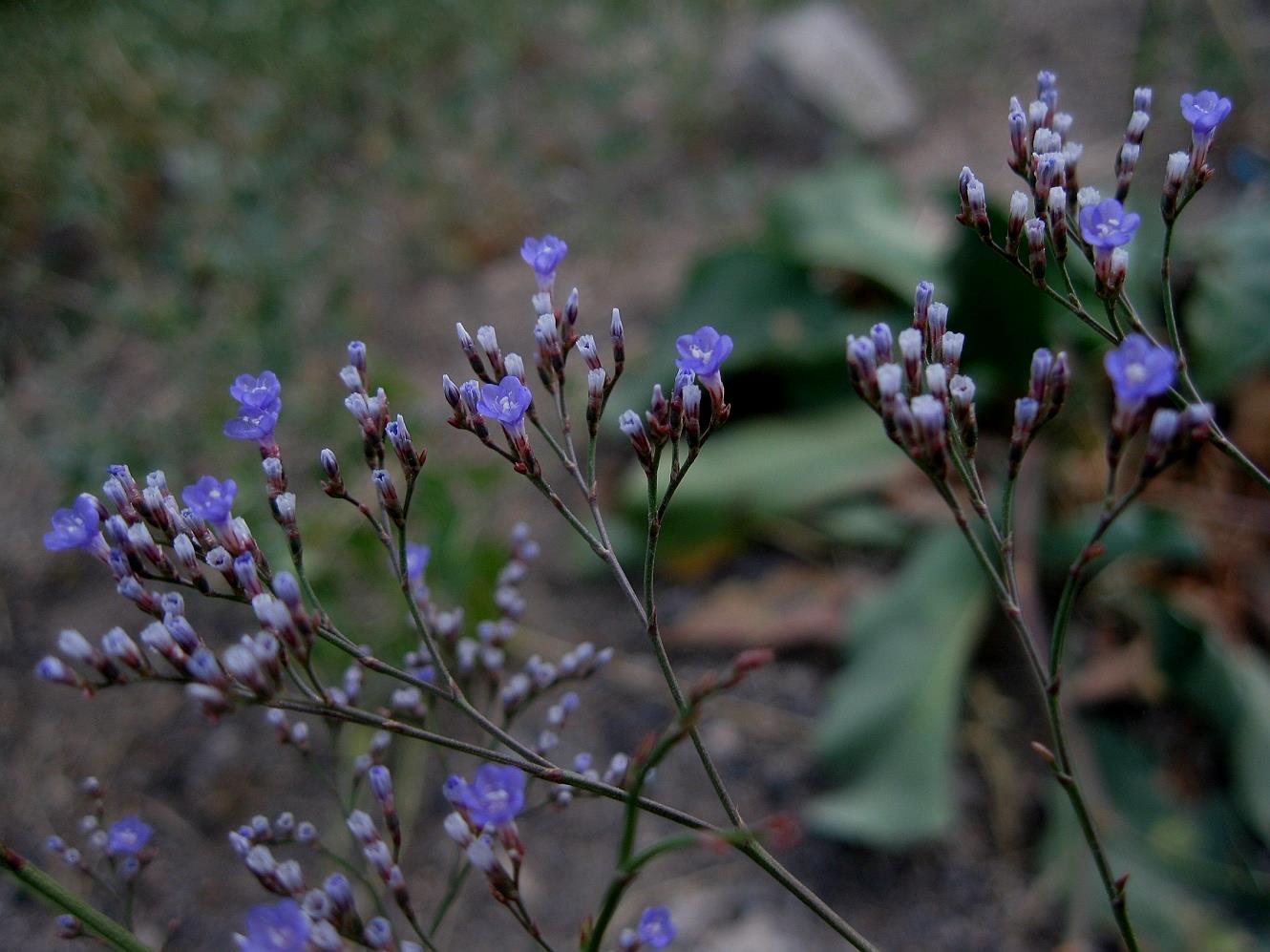 Изображение особи Limonium scoparium.