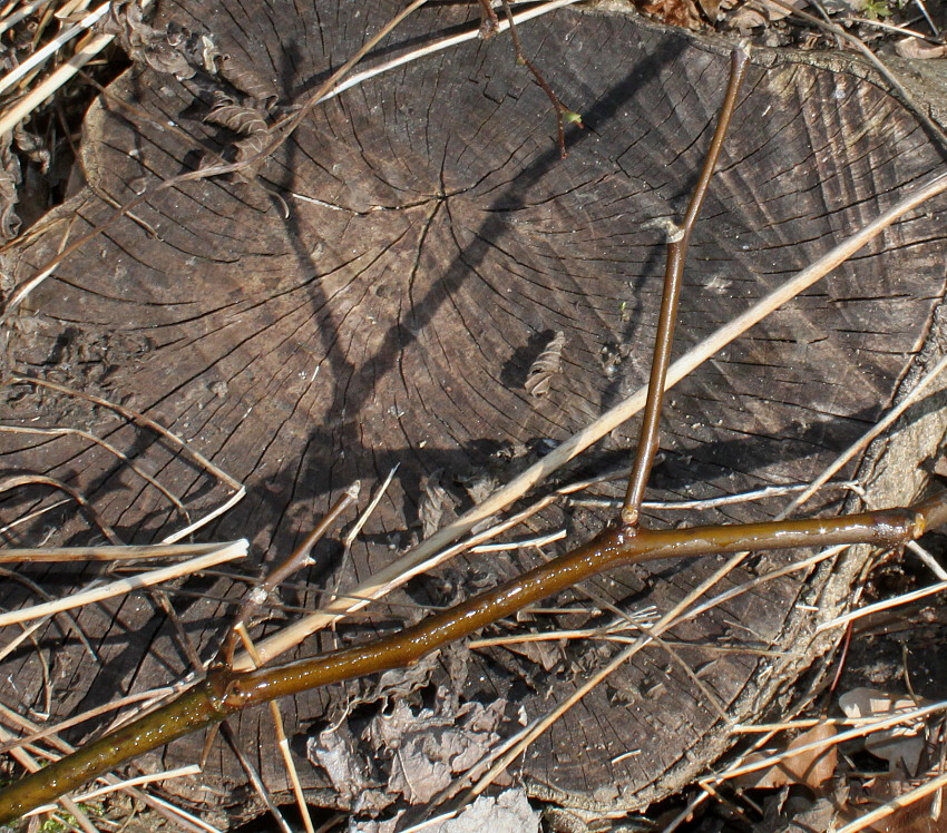 Image of Cladrastis kentukea specimen.