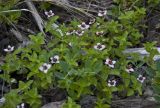 Chamaepericlymenum suecicum