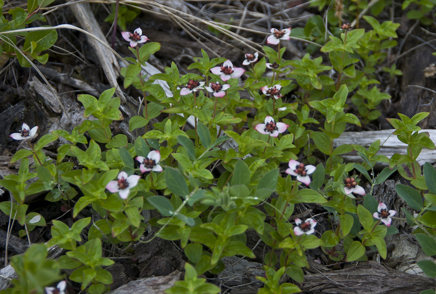 Изображение особи Chamaepericlymenum suecicum.