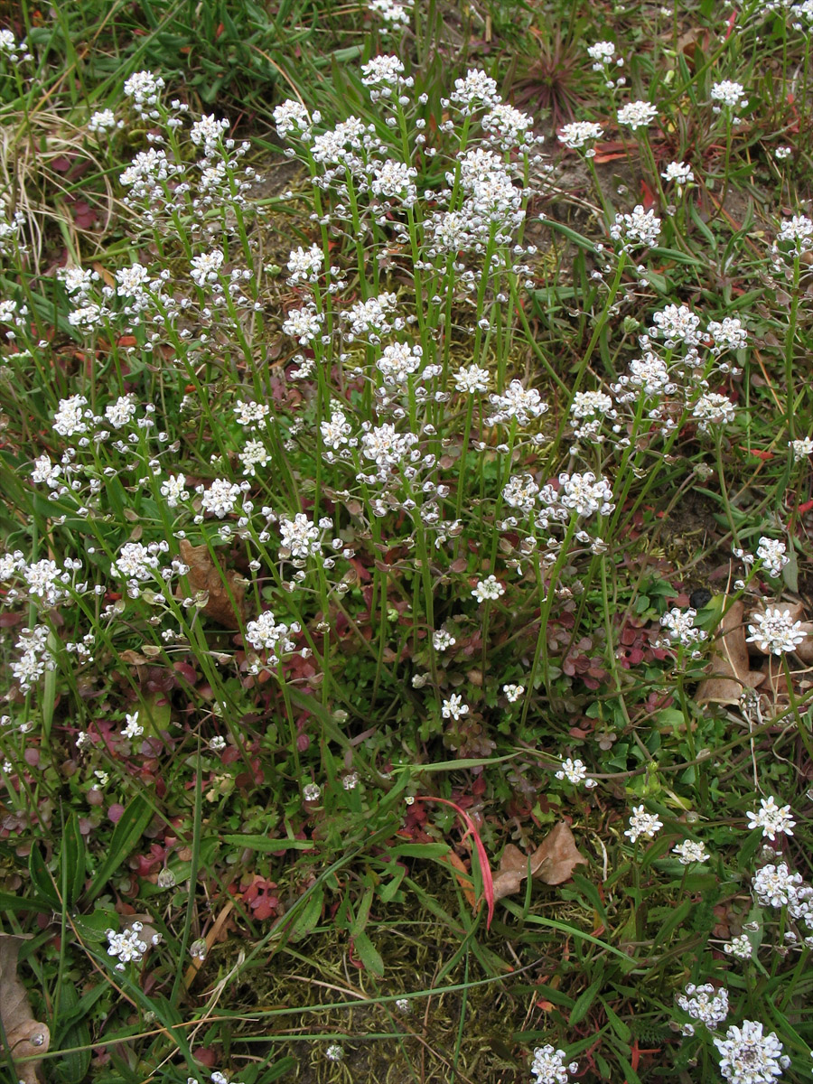 Image of Teesdalia nudicaulis specimen.