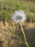 Senecio viscosus