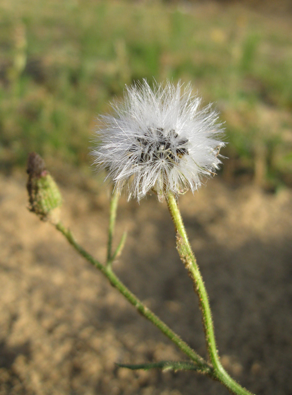 Image of Senecio viscosus specimen.