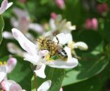 Image of taxon representative. Author is Тамара Риб