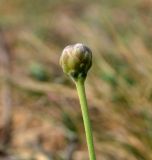 Cephalaria uralensis