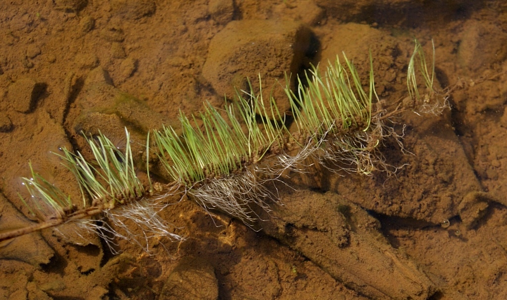 Image of Beckmannia syzigachne specimen.