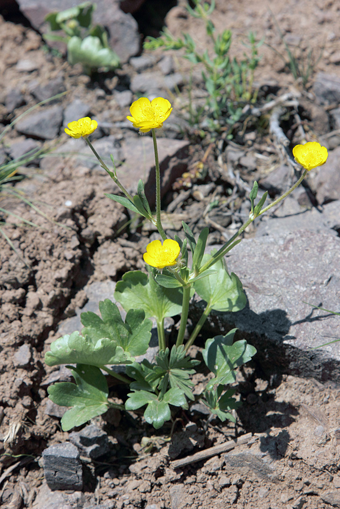 Изображение особи Ranunculus czimganicus.