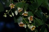 Brachychiton populneus