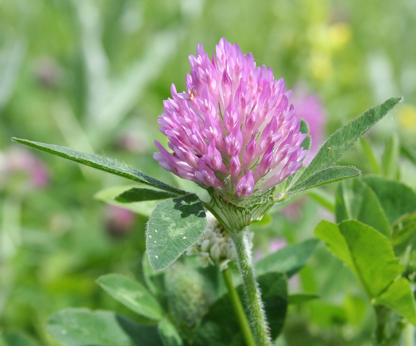 Image of Trifolium pratense specimen.