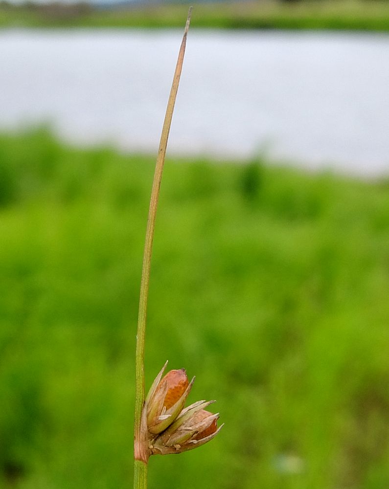 Изображение особи Juncus brachyspathus.