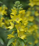 Lysimachia punctata. Соцветие. Греция, Халкидики, Холомондас (Χολομώντας). 12.06.2014.