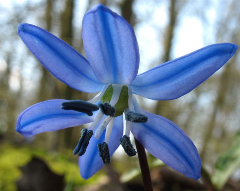 Image of Scilla siberica specimen.