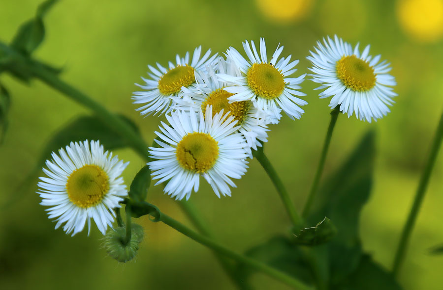 Изображение особи Erigeron annuus.