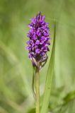 Dactylorhiza incarnata