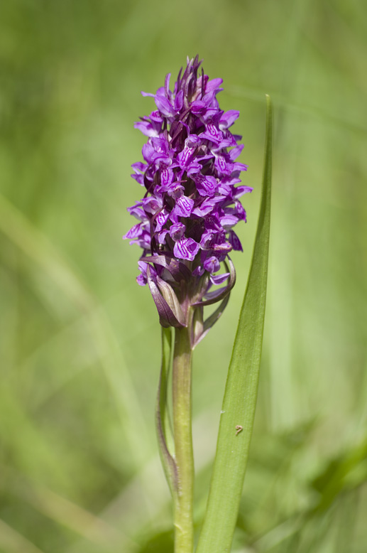 Изображение особи Dactylorhiza incarnata.