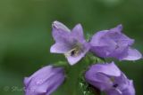 Campanula trachelium