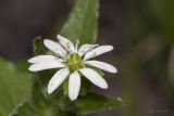 Myosoton aquaticum
