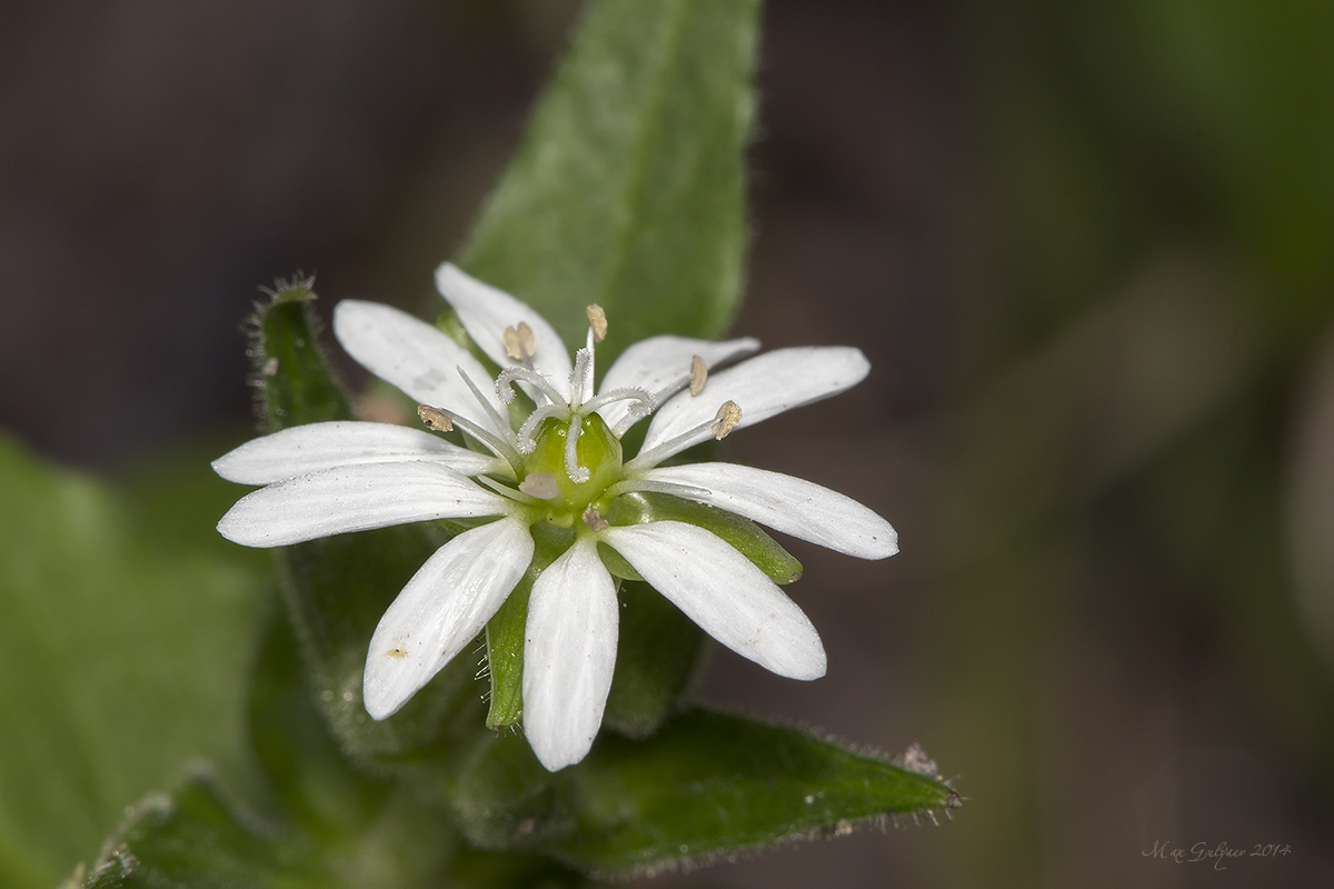 Изображение особи Myosoton aquaticum.