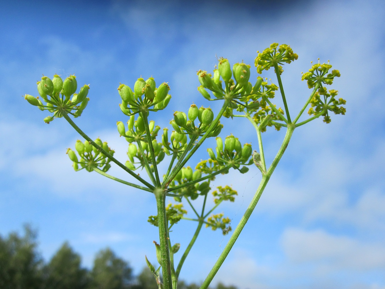 Изображение особи Pastinaca sylvestris.