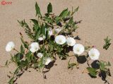 Convolvulus arvensis